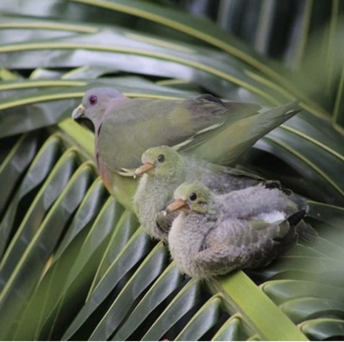 Pink necked green pigeon (male with chicks)